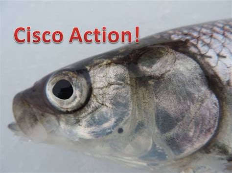 cisco fish|cisco .